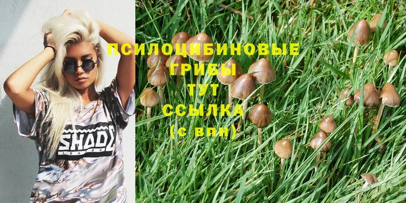 Псилоцибиновые грибы Psilocybe  где продают   Байкальск 